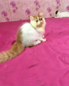 Kucing Peaknose Jantan LH Pesek Banget
