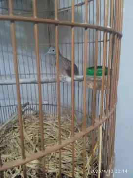 Perkutut bangkok