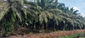 Lowongan kerja panen sawit