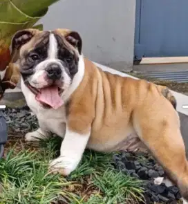 Jual bulldog  jantan
