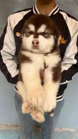 Alaskan puppies red  jantan