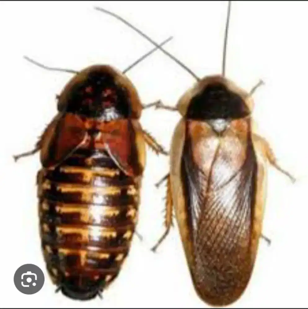 Dubia kecoa indukan