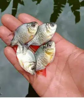 Bibit ikan bawal