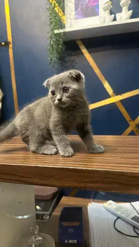british short hair bsh & scotish