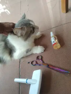 JASA GROOMING PANGGILAN ANJING KUCING JAKARTA& TANGERANG