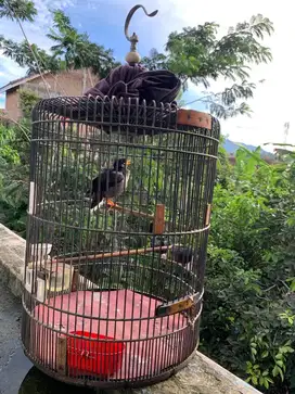 Jual burung dan kandang