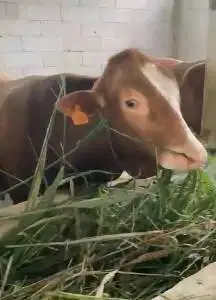 sapi qurban jantan 500kiloan timbang real hidup2 siap kurban 2025 puas