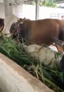 sapi jantan 500kiloan timbang real siap sapi kurban 2025 premium puas