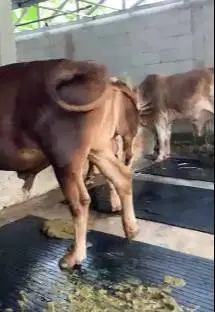 sapi jantan 500kiloan siap kurban 2025 timbang real hidup2 jamin puas