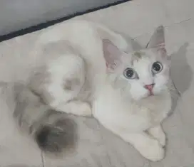 Kucing Persia Betina Himalaya