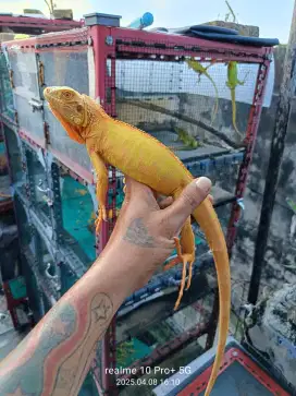Iguana Red Albino