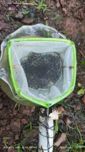 JASA TANGKAP JENTIK NYAMUK PAKAN IKAN