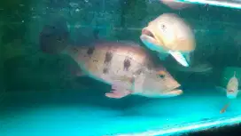 Ikan pbas size 40cm lincah sehat