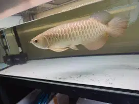 Ikan arowana golden red cross back 24k size 26-28cm