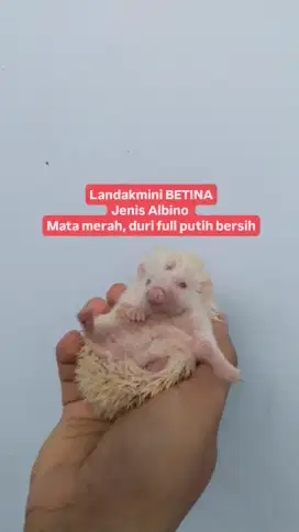 Landak mini betina jinak murah kandang ayam rental calya avanza