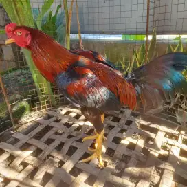 Antareja - Ayam muda
