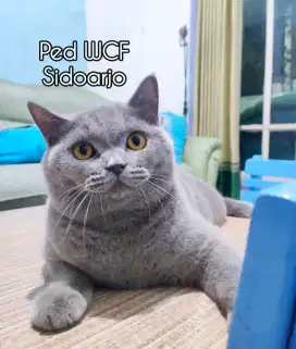 BSH Blue PEDIGREE (PCK)