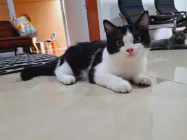 BSH Kitten Bicolor Black White Betina