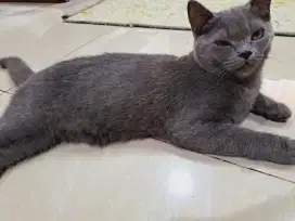 BSH Kitten Bluesolid Jantan