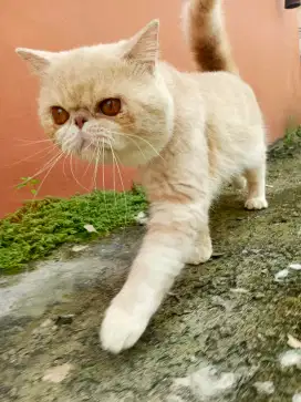 Kucing exotic jantan dan peaknose betina