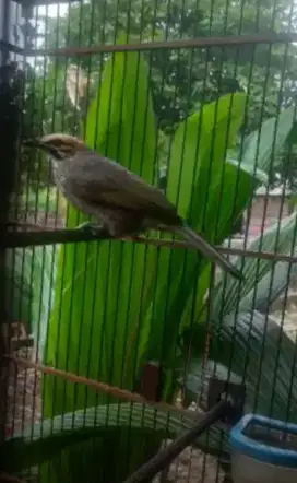 Cucak Rowo Hutan Jantan