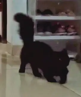 Kucing Kitten Munchkin Cebol Jantan