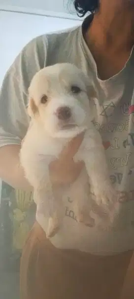Anak anjing mix Wicklow terrier