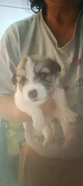 Anak anjing Mix wicklow terrier jantan dan betina