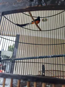BURUNG MURAI SUMATRA