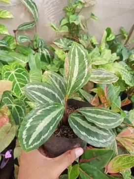 Tanaman Calathea Blacksilver