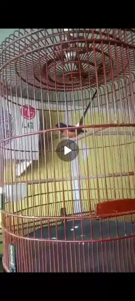 Burung gacor lokasih cengkareng