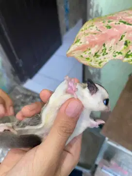 Sugr glider White face