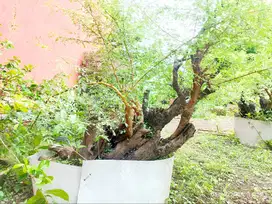 Bonsai Arabika / Klampis ireng