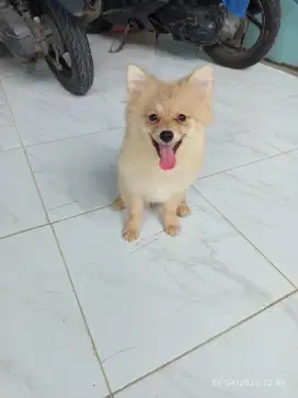 minipom 4bln betina stb vaksin
