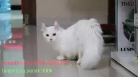 pejantan munchkin kinkalow
