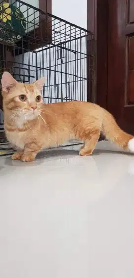 pejantan muchkin minute