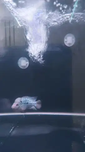 Ikan Louhan Super Red Dragon