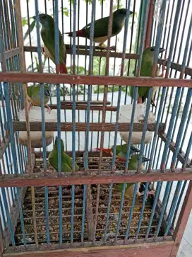 Burung finch pelangi pasangan