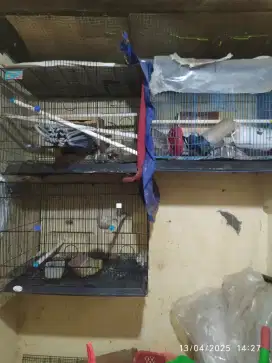 Kandang besi ex lovebird(3kandang)