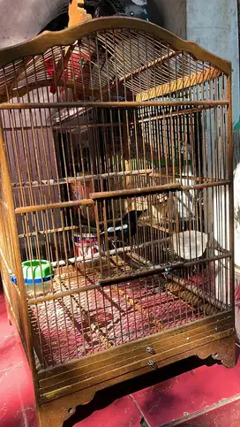Jual cepat kacer