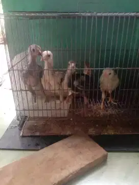 Ayam bangkok x kmpung