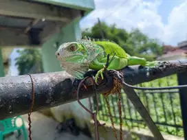 Iguana Green hijau