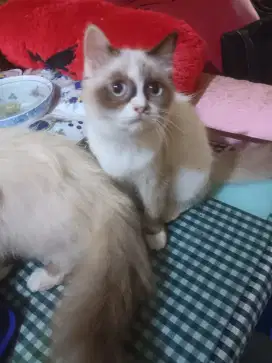Cat Himalaya zoro eye