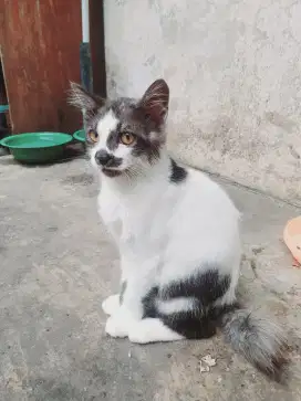 Kucing persia betina usia 3.5 bln betina mandiri