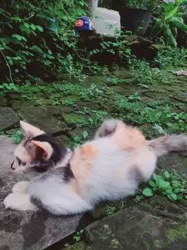 Kucing persia betina usia 3.5 bln namanya mumu sehat mandiri