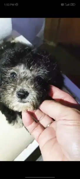 Poodle silver (garansi) betina stb perkin