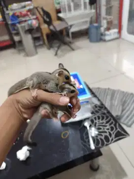Sugar glider baby