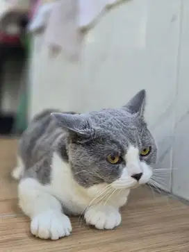 Kucing BSH Jantan