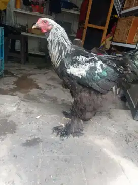 ayam brahma 1 pasang