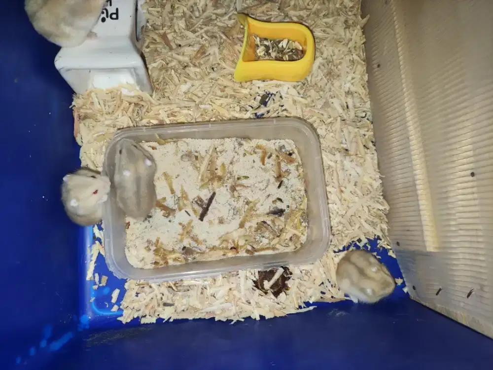 Anak Hamster Winter White Blue Argente Red Eye, tiger, pearl Jinak